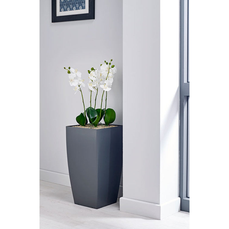 WHITE ORCHID PLANT