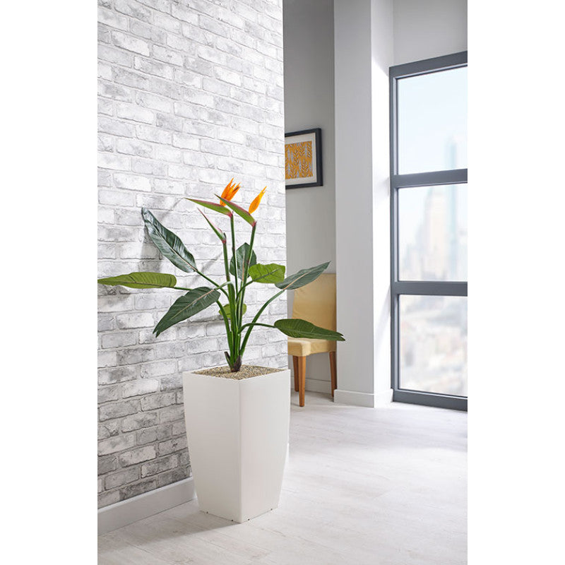 BIRD OF PARADISE PLANT