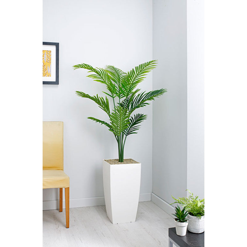 PARADISE PALM PLANT
