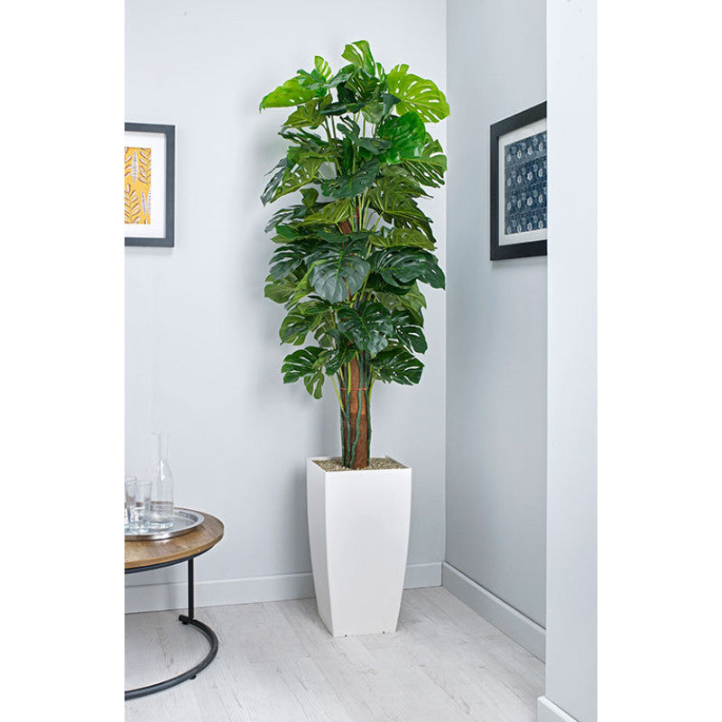 CHEESE PLANT ON POLE