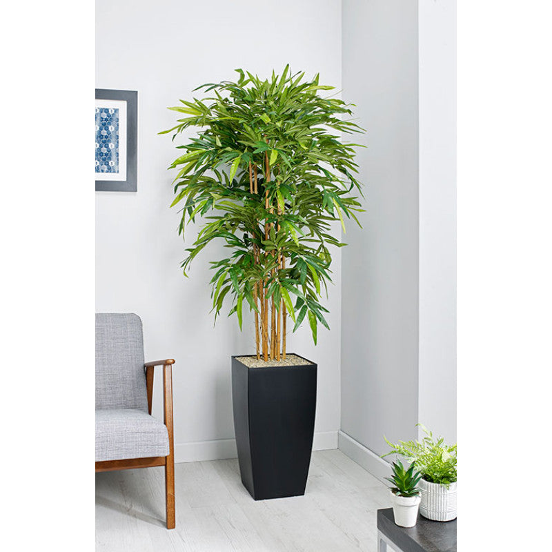 BAMBOO PLANT