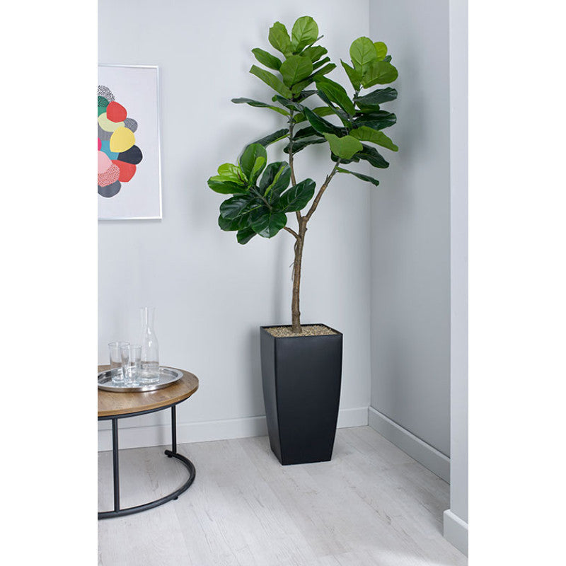 FIDDLE LEAF FIG PLANT