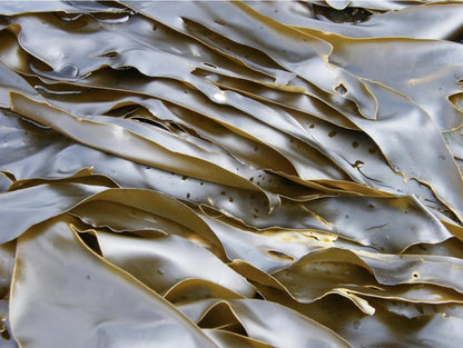 BLUE FARM | Laminaria seaweed in powder 2000 gr micronized and super ventilated. 100% pure, natural, original and untreated product.