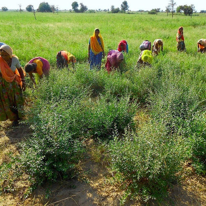 Henna, Indigo &amp; Amla Powder - Light Brown Hair Dye - Fresh &amp; Organic - 7oz - Indian Natural Hair Care