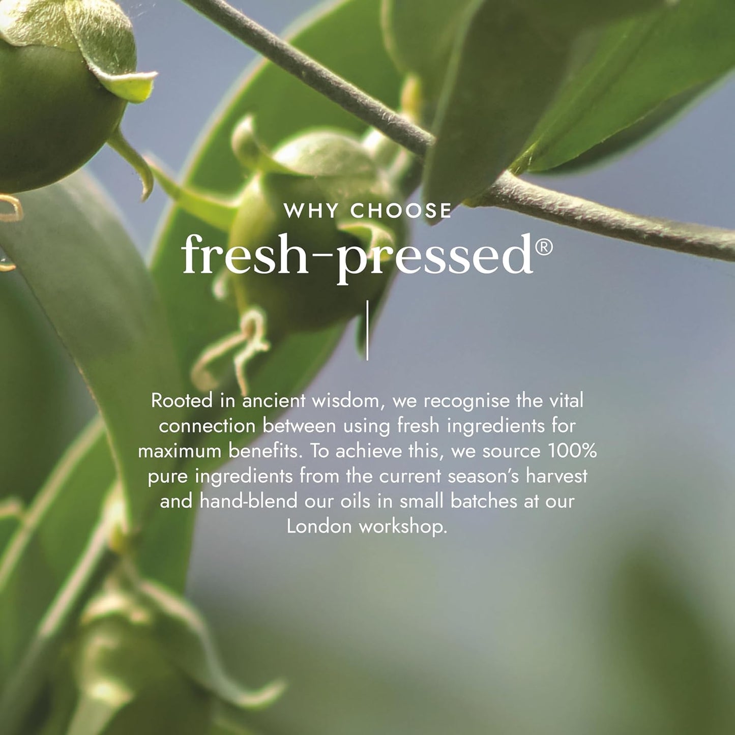 Fushi Organic Jojoba Oil 100 ml | Fresh-Pressed| Rich in Vitamin E | Best for Skin Cleansing, Dry Skin &amp; Dry Hair | Hypoallergenic Oil | Ethical &amp; Vegan Society Approved | Manufactured in the UK