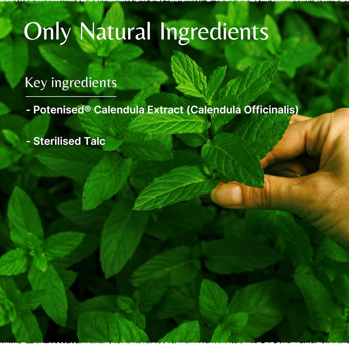 Mistry's Calendula Powder 150g - Natural Plant Based Powder for Wounds and Skin Irritation - Additive Free, Vegan